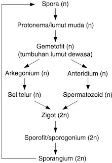 Detail Gambar Metagenesis Tumbuhan Lumut Nomer 34