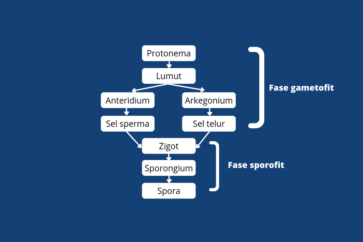 Detail Gambar Metagenesis Tumbuhan Lumut Nomer 5