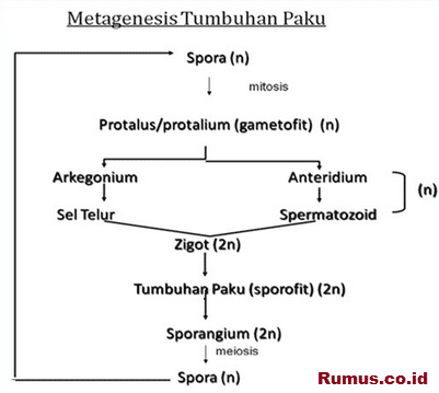 Detail Gambar Metagenesis Tumbuhan Lumut Nomer 40