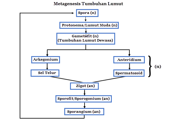 Detail Gambar Metagenesis Tumbuhan Lumut Nomer 52