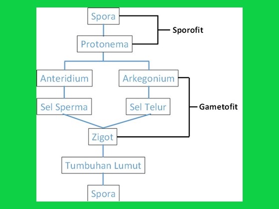 Detail Gambar Metagenesis Tumbuhan Lumut Nomer 53