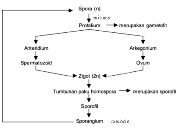 Detail Gambar Metagenesis Tumbuhan Paku Nomer 10