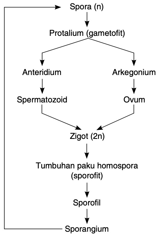 Detail Gambar Metagenesis Tumbuhan Paku Nomer 11