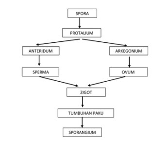 Detail Gambar Metagenesis Tumbuhan Paku Nomer 13