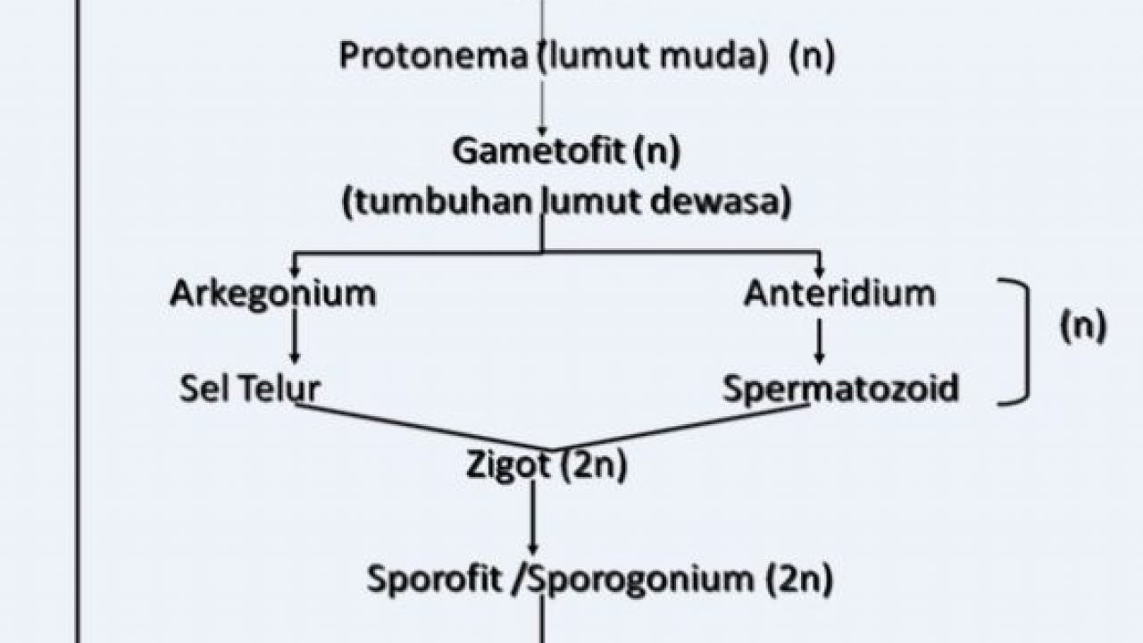 Detail Gambar Metagenesis Tumbuhan Paku Nomer 15