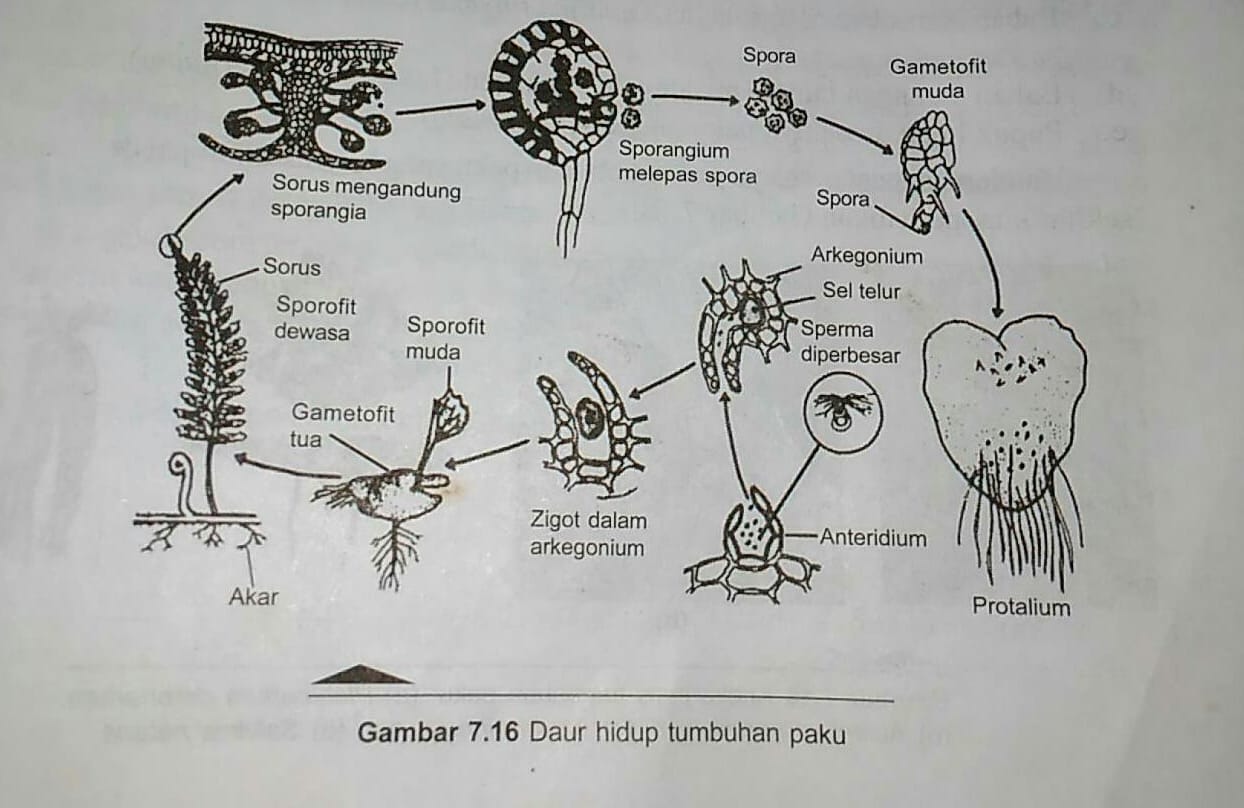 Detail Gambar Metagenesis Tumbuhan Paku Nomer 18