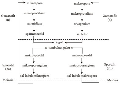 Detail Gambar Metagenesis Tumbuhan Paku Nomer 19