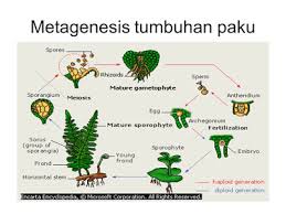 Detail Gambar Metagenesis Tumbuhan Paku Nomer 22