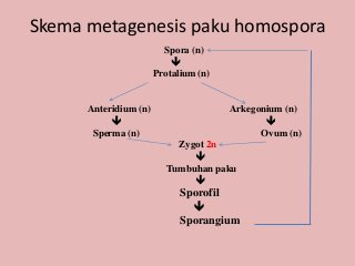 Detail Gambar Metagenesis Tumbuhan Paku Nomer 25