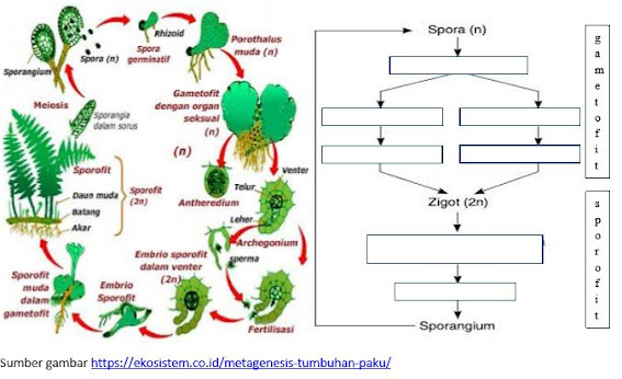 Detail Gambar Metagenesis Tumbuhan Paku Nomer 35