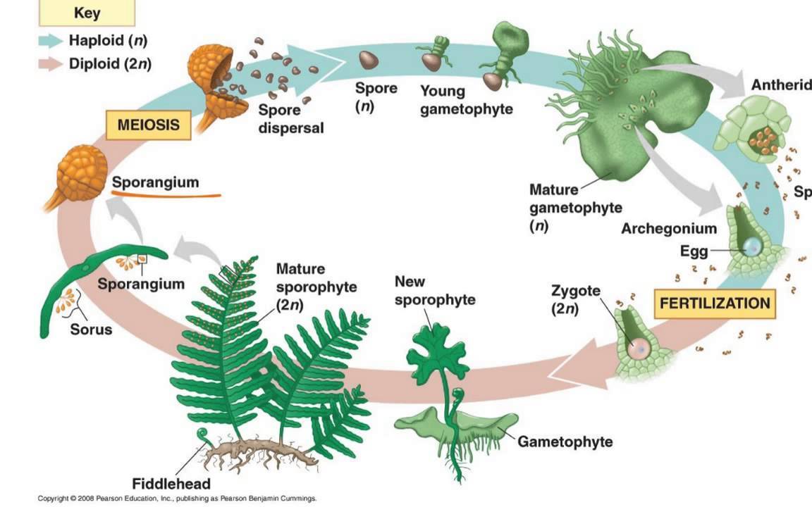 Detail Gambar Metagenesis Tumbuhan Paku Nomer 4