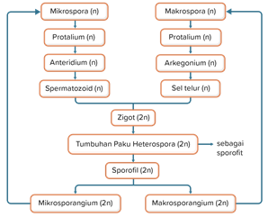 Detail Gambar Metagenesis Tumbuhan Paku Nomer 36