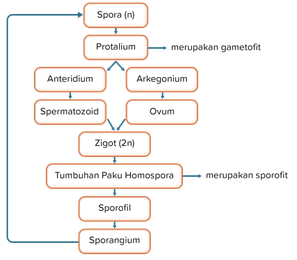 Detail Gambar Metagenesis Tumbuhan Paku Nomer 48