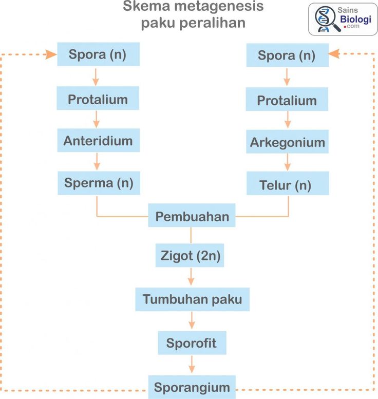 Detail Gambar Metagenesis Tumbuhan Paku Nomer 49