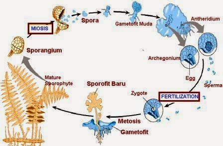 Detail Gambar Metagenesis Tumbuhan Paku Nomer 8