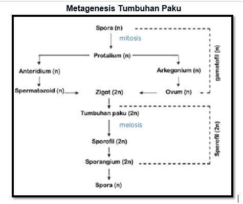 Detail Gambar Metagenesis Tumbuhan Paku Nomer 9