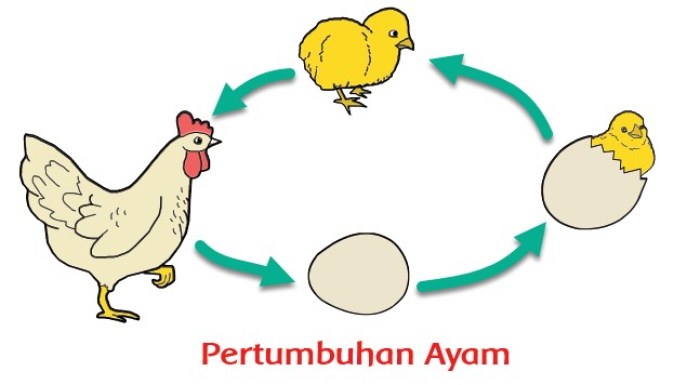 Detail Gambar Metamorfosis Ayam Nomer 11