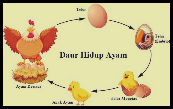 Detail Gambar Metamorfosis Ayam Nomer 13