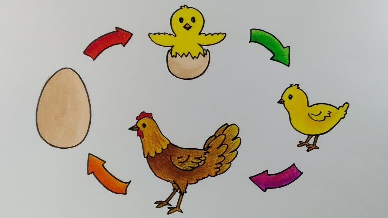Detail Gambar Metamorfosis Ayam Nomer 14