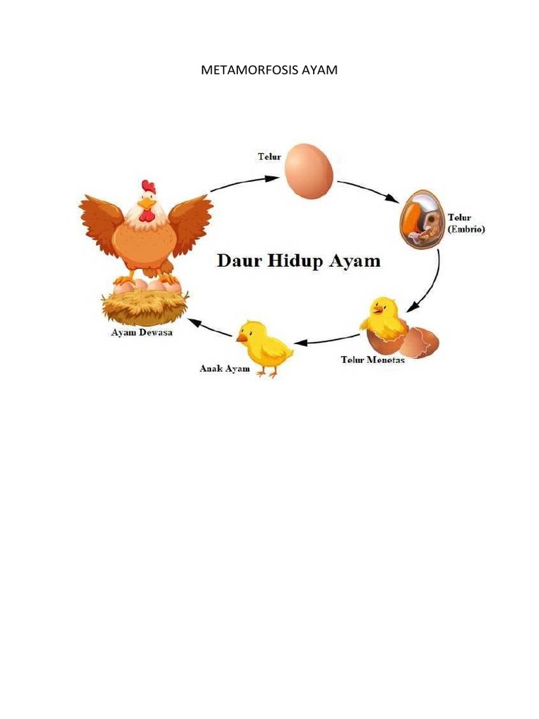 Detail Gambar Metamorfosis Ayam Nomer 15