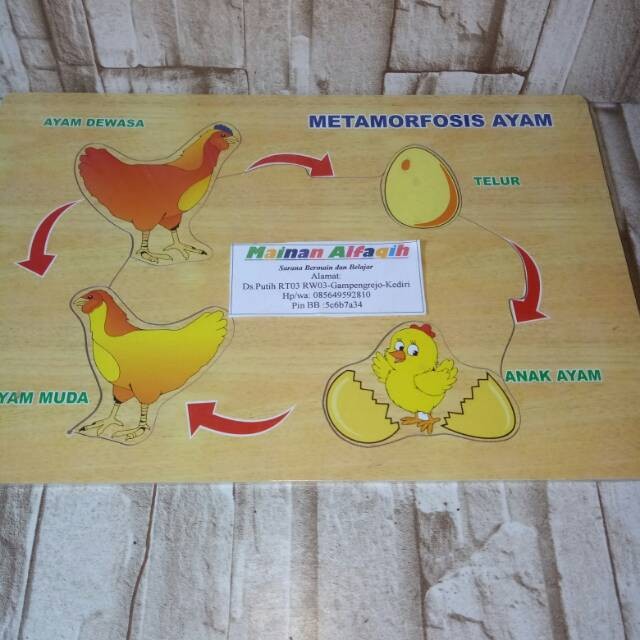 Detail Gambar Metamorfosis Ayam Nomer 16