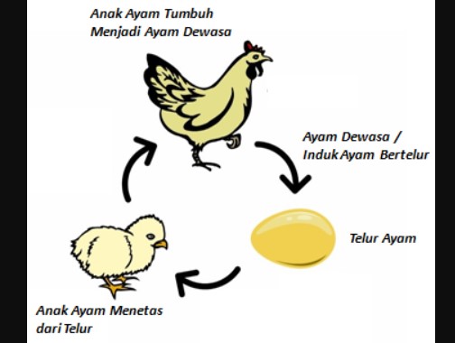 Detail Gambar Metamorfosis Ayam Nomer 3