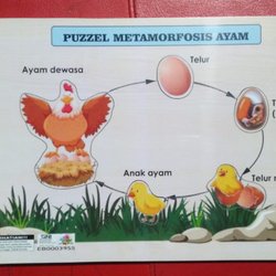 Detail Gambar Metamorfosis Ayam Nomer 21