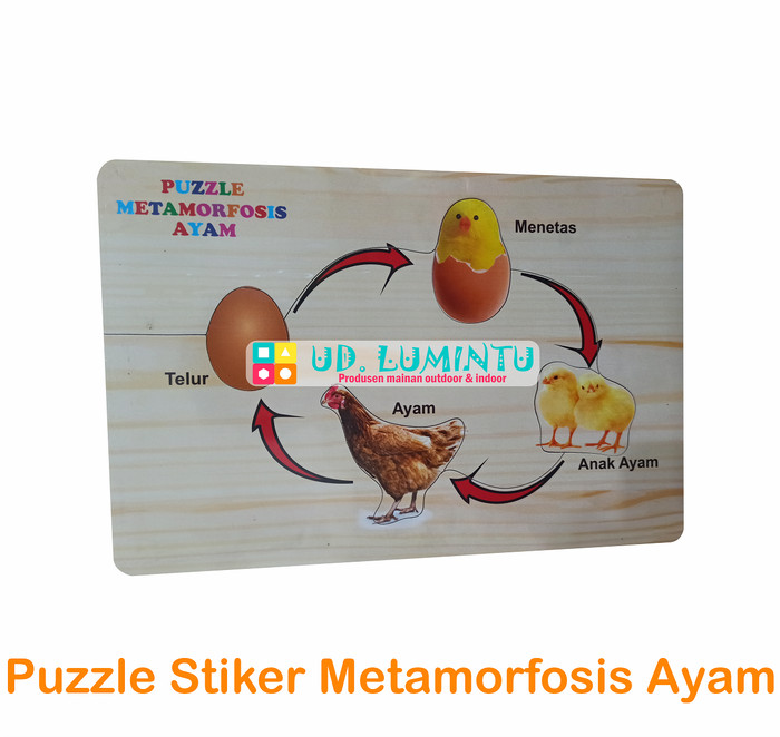 Detail Gambar Metamorfosis Ayam Nomer 26