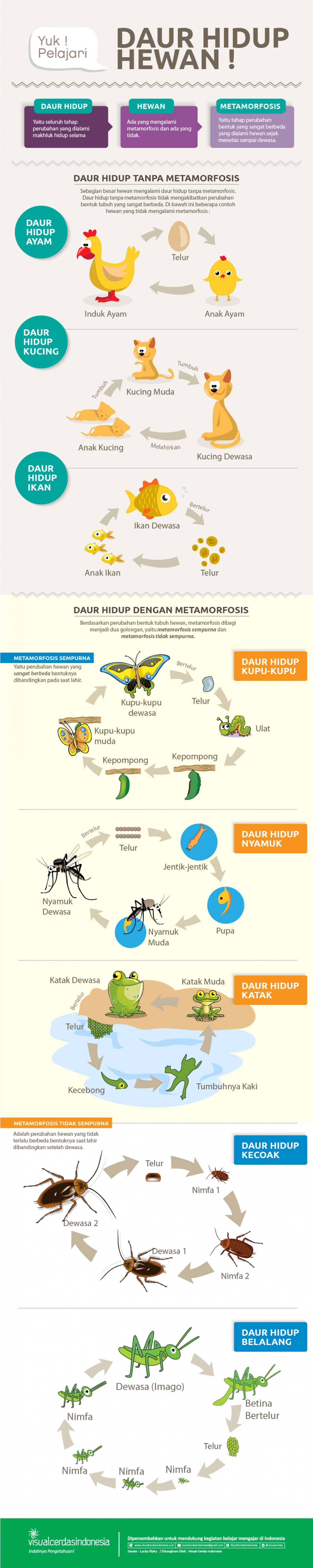 Detail Gambar Metamorfosis Ayam Nomer 31