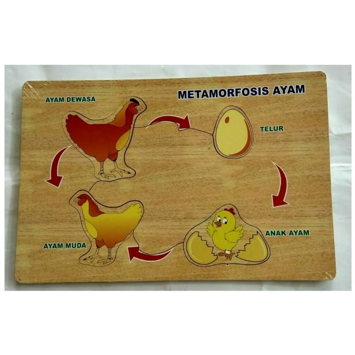 Detail Gambar Metamorfosis Ayam Nomer 32