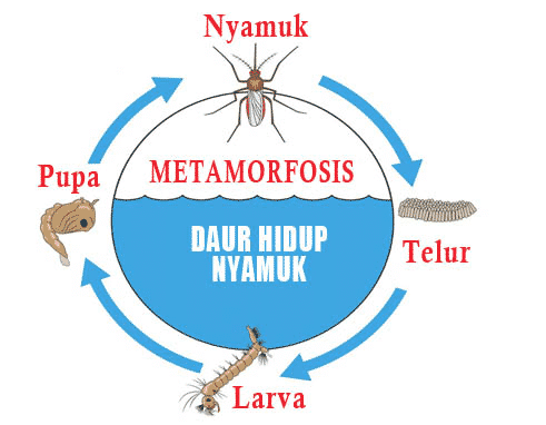 Detail Gambar Metamorfosis Ayam Nomer 56