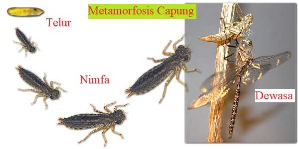 Detail Gambar Metamorfosis Capung Nomer 6