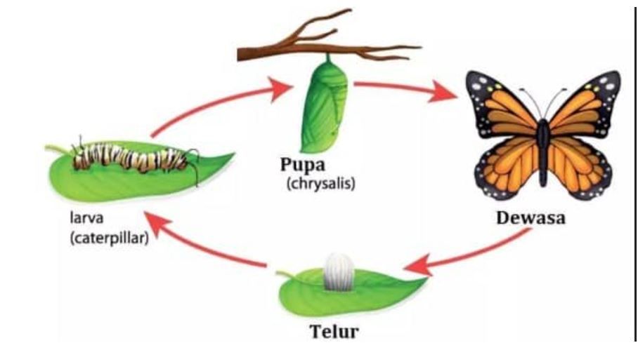 Gambar Metamorfosis Hewan - KibrisPDR