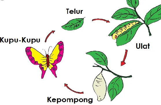 Detail Gambar Metamorfosis Hewan Nomer 19