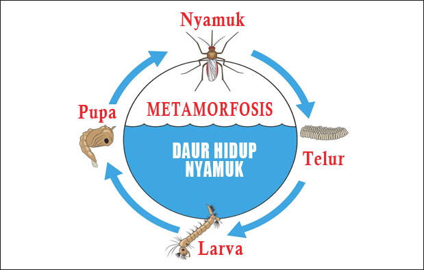 Detail Gambar Metamorfosis Hewan Nomer 29