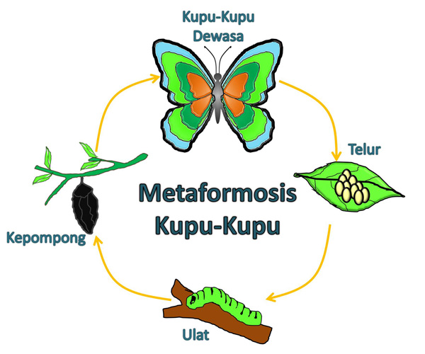 Detail Gambar Metamorfosis Hewan Nomer 5