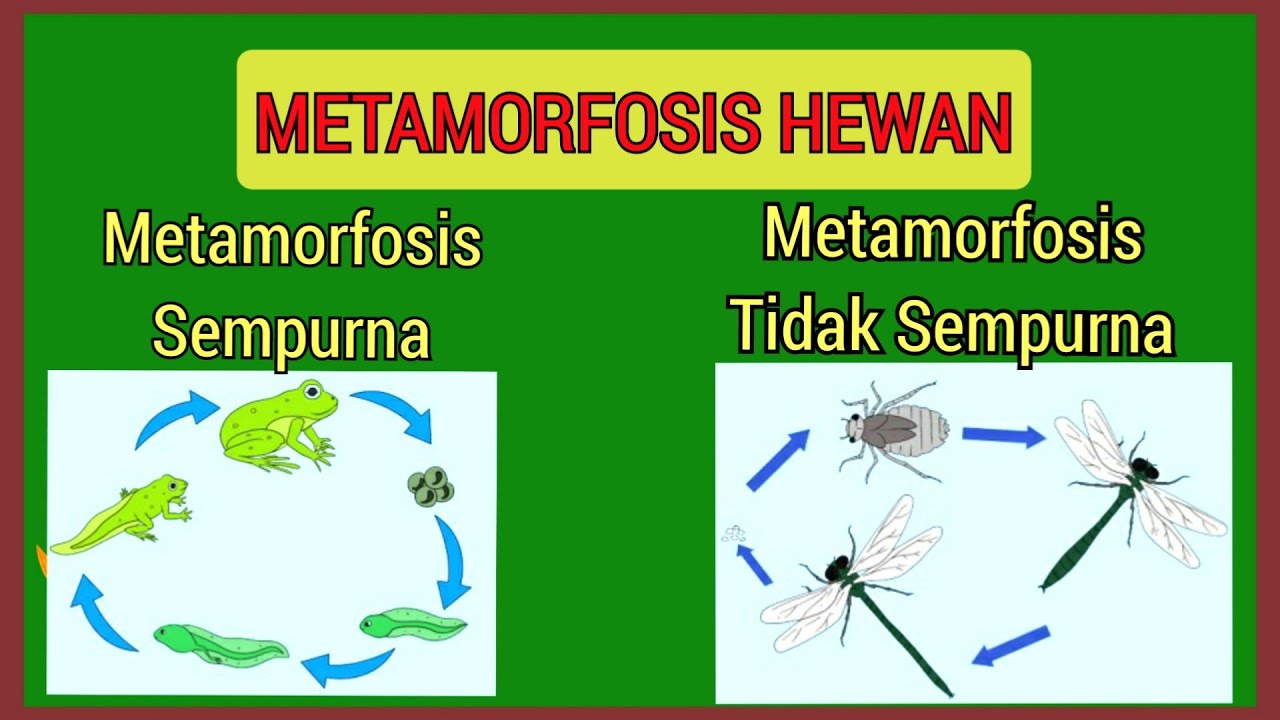 Detail Gambar Metamorfosis Hewan Nomer 40