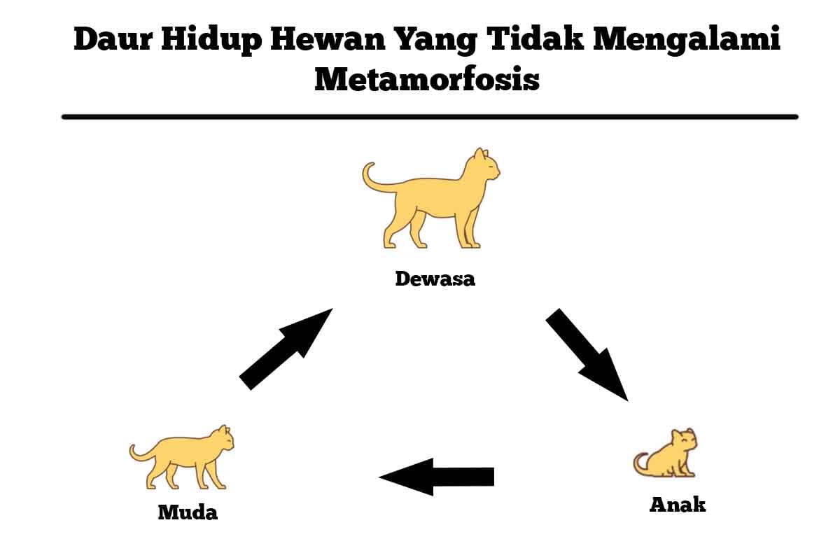 Detail Gambar Metamorfosis Hewan Nomer 45