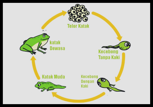 Detail Gambar Metamorfosis Katak Nomer 12