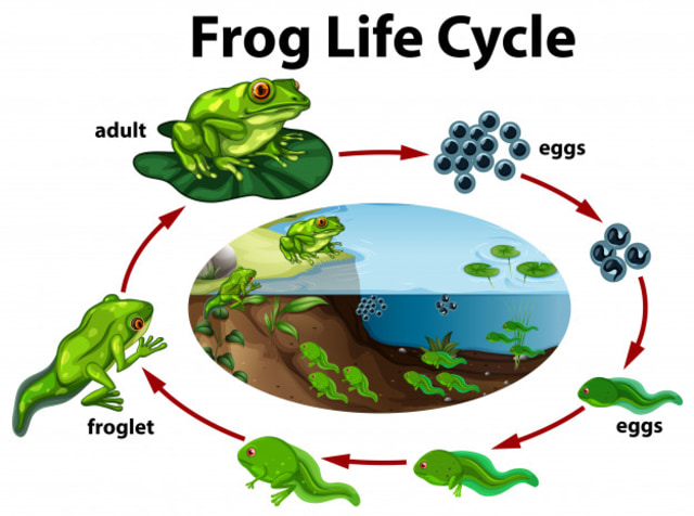 Detail Gambar Metamorfosis Katak Nomer 16