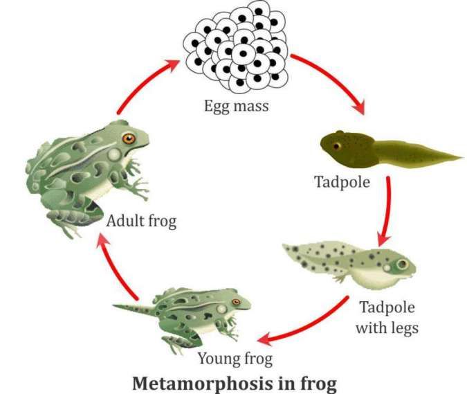 Detail Gambar Metamorfosis Katak Nomer 19