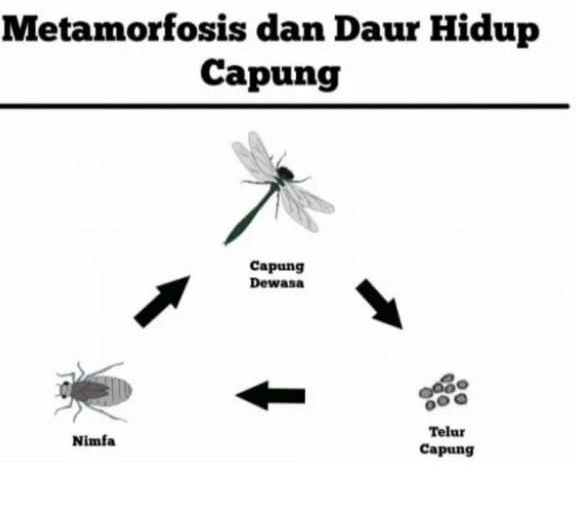 Detail Gambar Metamorfosis Katak Nomer 34