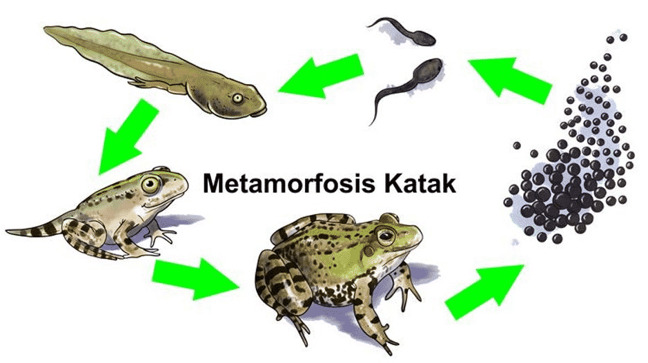 Detail Gambar Metamorfosis Katak Nomer 5