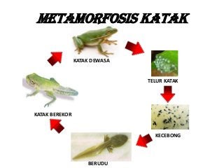 Detail Gambar Metamorfosis Katak Nomer 42