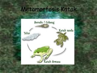 Detail Gambar Metamorfosis Katak Nomer 53