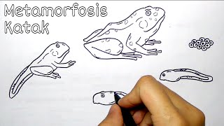 Detail Gambar Metamorfosis Katak Nomer 54