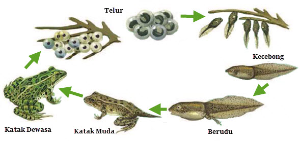 Detail Gambar Metamorfosis Katak Nomer 56