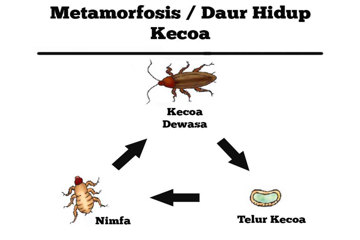 Detail Gambar Metamorfosis Kecoa Nomer 21