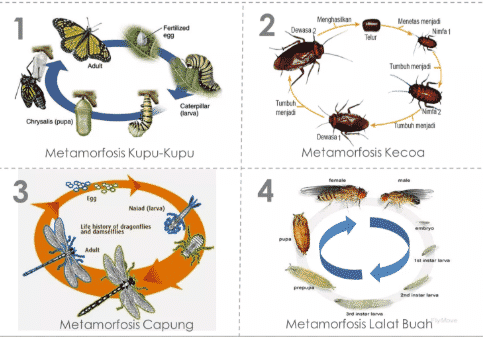 Detail Gambar Metamorfosis Kecoa Nomer 22