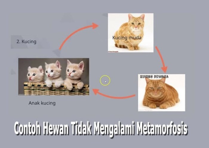 Detail Gambar Metamorfosis Kucing Nomer 6